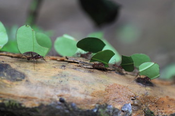 Leaf Cutting Ants 
