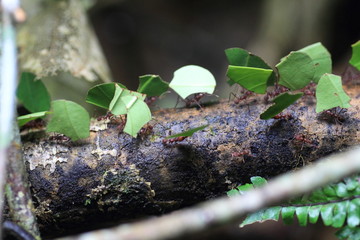 Leaf Cutting Ants 