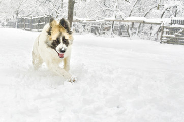 angry romanian shepherd running in the snow