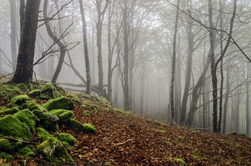 Fogy forest