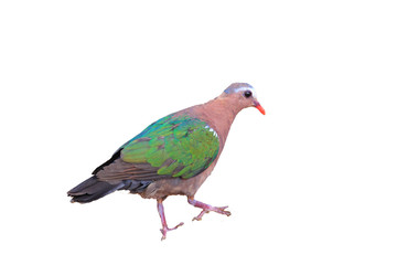 Emerald dove  Chalcophas indica  in Japan 