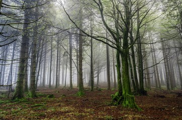 Fogy forest