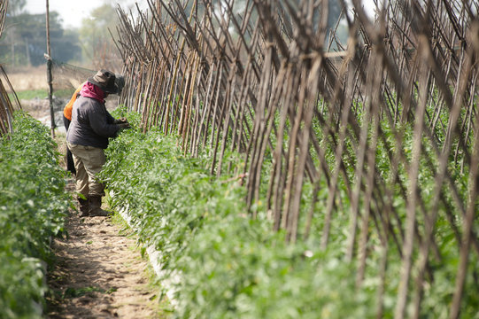 Trimming The Tomato Workers.