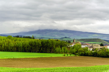 Beautiful field