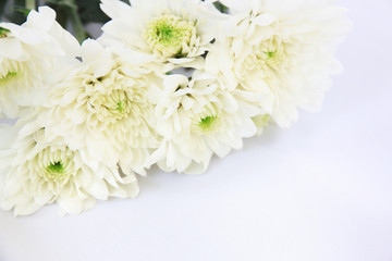 Obraz na płótnie Canvas white chrysanthemum