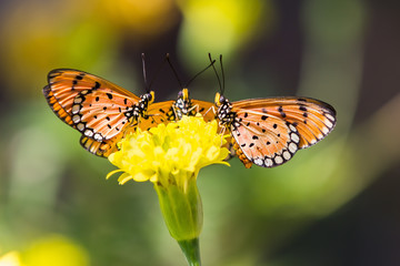 Tawny coster butterfly