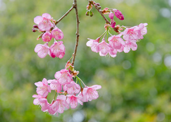 Fototapeta premium Cherry blossom(Sakura) in Chiang Mai, Thailand