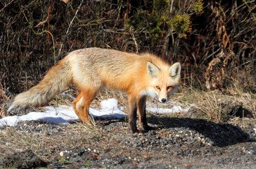 Red Fox (vulpes)