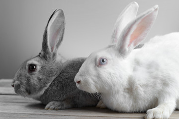 Couple of rabbits