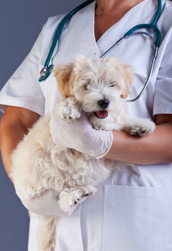 Veterinary care concept - little dog carried for examination