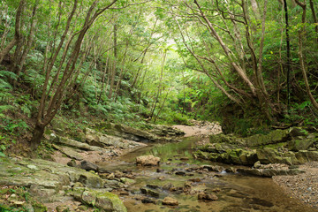 沖縄の清流