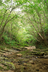 Obraz premium 沖縄の清流