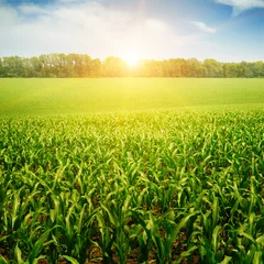 Foto op Canvas sunrise over the corn field © alinamd