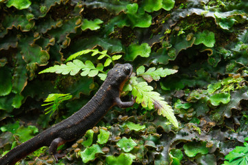 シリケンイモリ