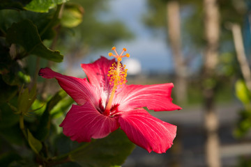 ハイビスカス