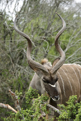 Antelope Kudu Bull