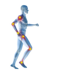 3D human man anatomy with articular pain