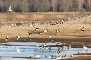 Wigeon Ducks