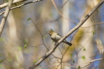 Chaffinch