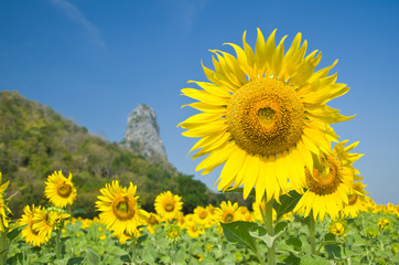 Beautiful Sunflower field