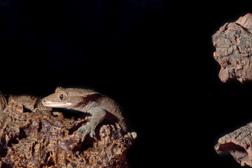 Caledonian crested gecko jumping