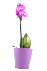 Purple Ocrhid Flower in a purple Pot