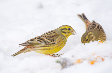 Buntings - Emberiza citrinella