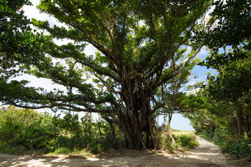 Fototapeta na wymiar 久高島のガジュマルの木