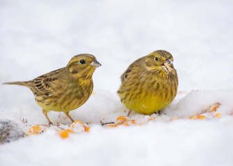 Buntings - Emberiza citrinella