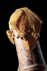 Caledonian crested gecko on a bamboo cane