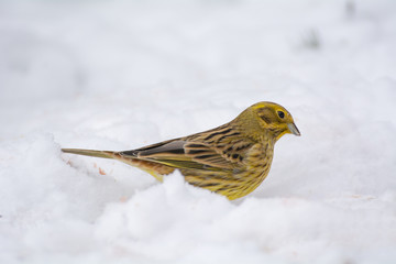 Buntings - Emberiza citrinella