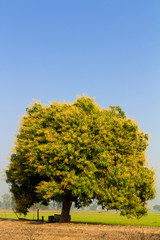 Naklejka premium Bouquet of flowers on the tree, it will be fruitful mango