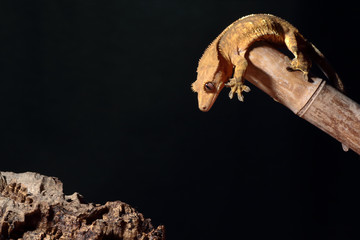 Caledonian crested gecko jumping