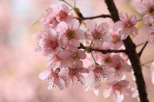 close up detail  pink sakura