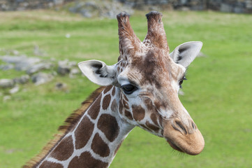 Giraffe