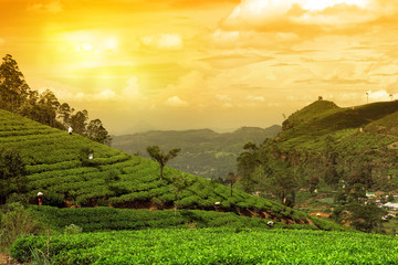 tea plantation landscape sunset - obrazy, fototapety, plakaty