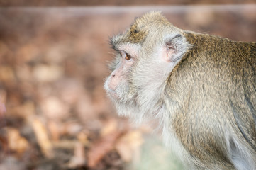 Portrait de singe magot