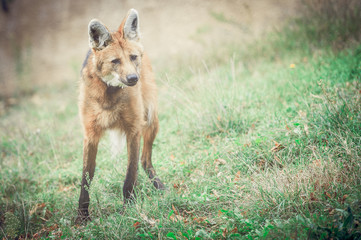 Loup à crinière