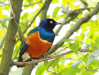 Superb Starling