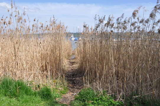 Pfad durchs Schilf, Ammersee