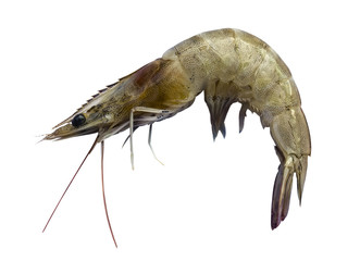 Raw Shrimp isolated