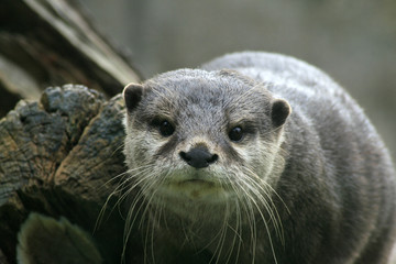 Portrait of a small-clawed otter