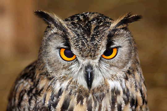 Eurasian owl eagle very close up, detail face - Powered by Adobe