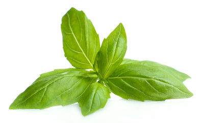 Green fresh basil, isolated on white