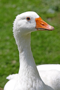 Portrait of goose