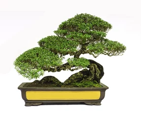  Bonsai boom © foto_by_m