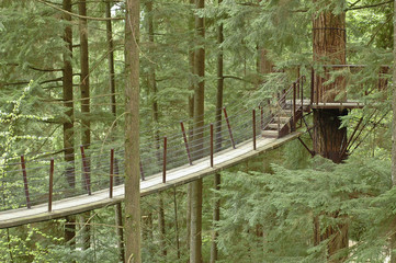suspension bridge in a deep forest