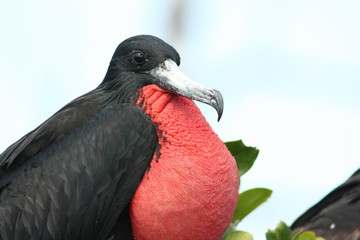 Fototapeta premium Marine birds from the caribbean