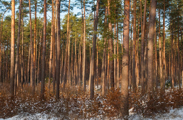 Winter forest