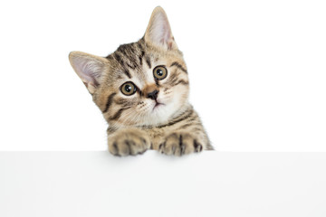 cat kitten peeking out of a blank placard, isolated on white bac